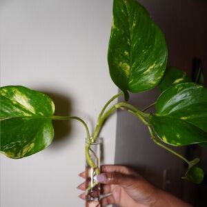 Green Pothos Plant in Glass Tube